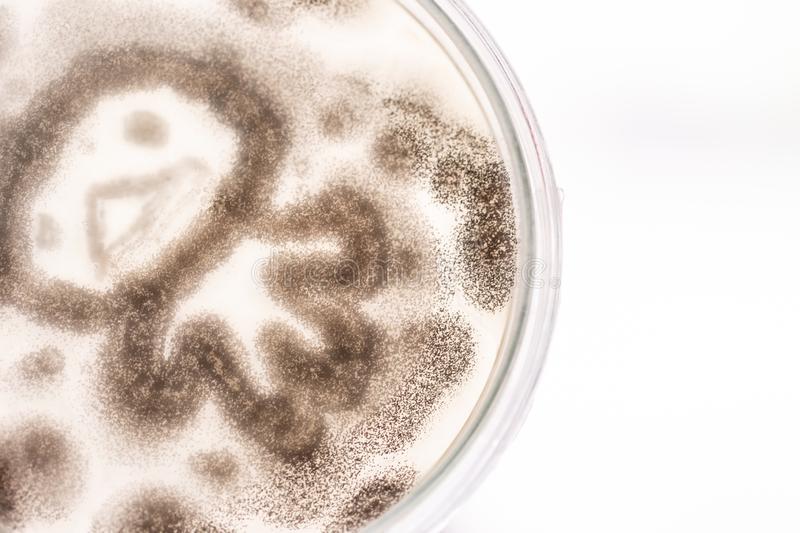 Mould